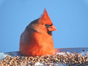 Close-up of orange bird against clear blue sky