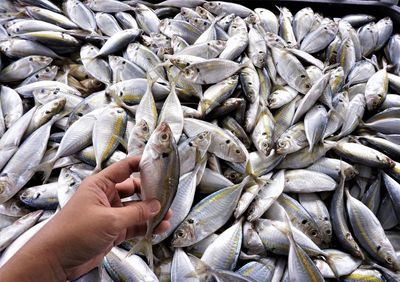 Close-up of man holding fish