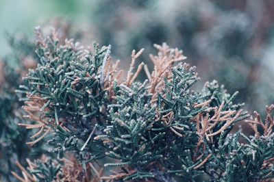 Close-up of dry plant