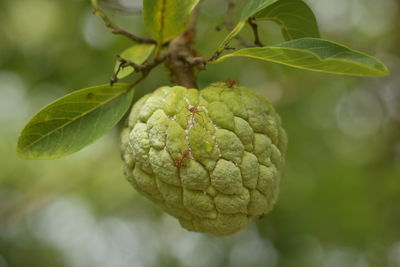 Close-up of custard apple growing on tree