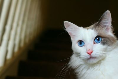 Close-up portrait of cat