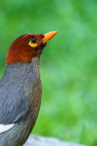 Close-up of bird perching on a tree