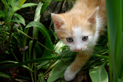 Portrait of ginger cat plant