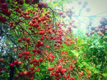 Low angle view of red flowers