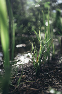 Close-up of crops growing on field