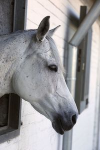 Close-up of a horse in stable