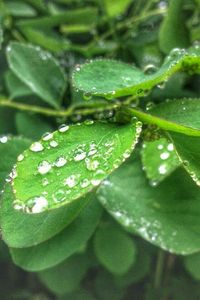 Close-up of water drops on leaf