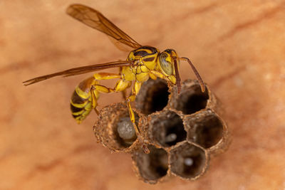 Close-up of insect