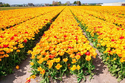 Close-up of flowers blooming in greenhouse