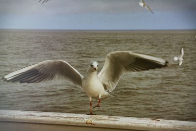 Seagull flying over sea against sky