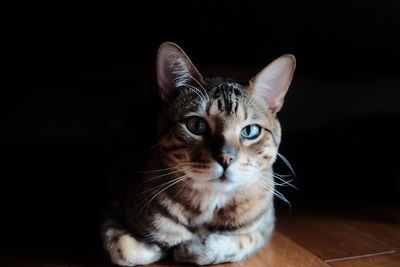 Close-up portrait of cat sitting on floor
