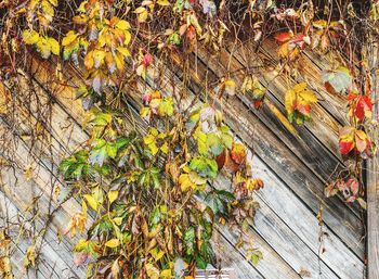 Low angle view of trees