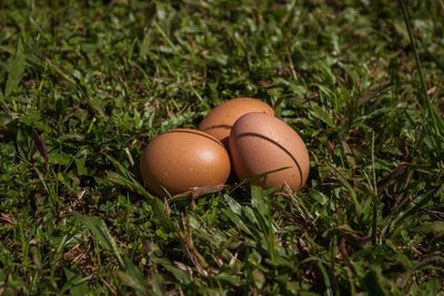 Close-up of eggs in container on grass