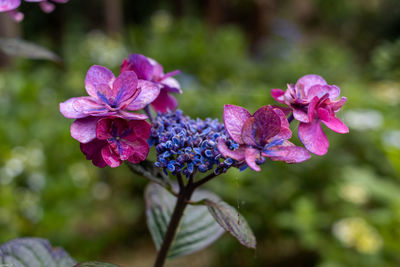 Close-up of pink flowering plant