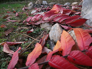 Close-up of autumn leaves