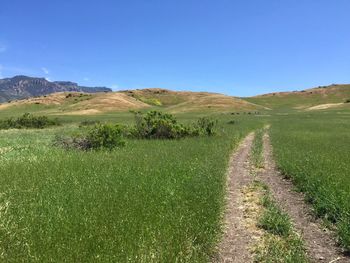 Scenic view of field against clear blue sky