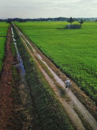 Scenic view of agricultural field against sky