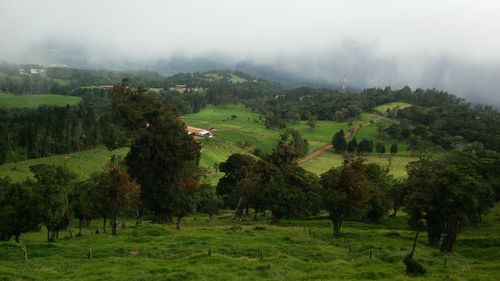 Trees on field against sky