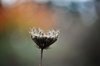 Close-up of dried queen annes lace