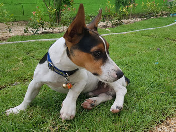 Dog lying on grass