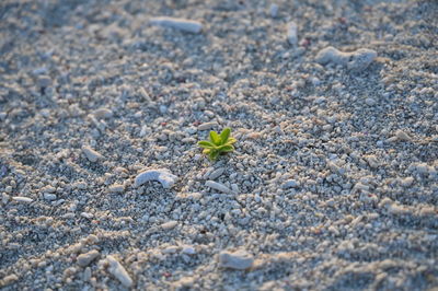 High angle view of small flower on land