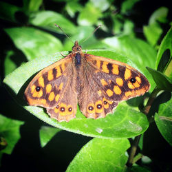 Butterfly on leaf