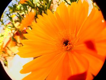 Close-up of yellow flower