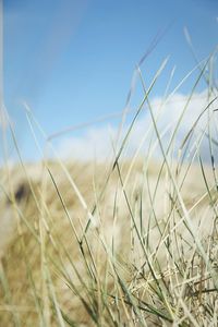 Close-up of grass growing on field