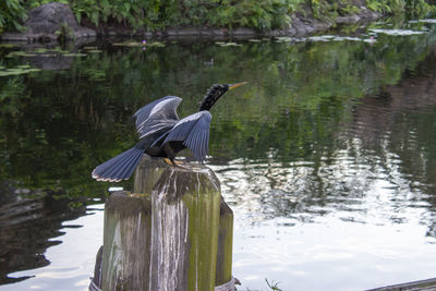 High angle view of bird flying over wooden post in lake
