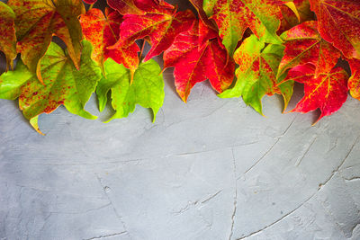 High angle view of autumnal leaves on plant