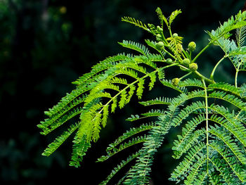 Close-up of fresh green leaves on tree