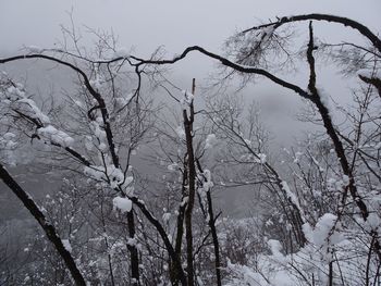 Low angle view of bare trees against sky