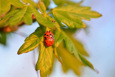 Close-up of ladybug on leaf