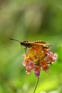 Close-up of butterfly pollinating on flower