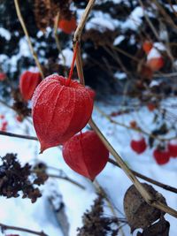 Close-up of red berries on tree