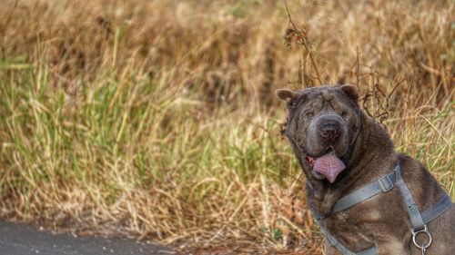 Close-up of dog on grassy field