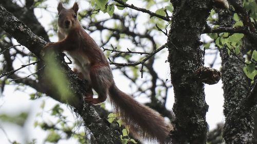 Low angle view of monkey on tree
