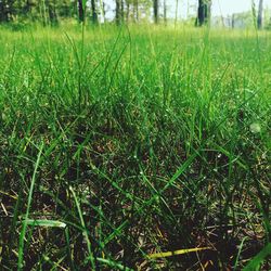 Grass growing on field