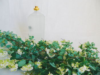 White flowering plant against wall