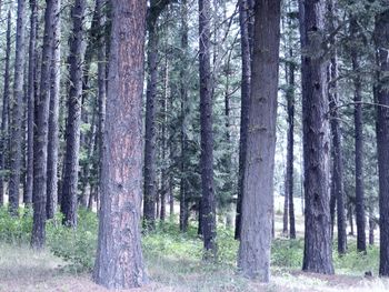 Pine trees in forest