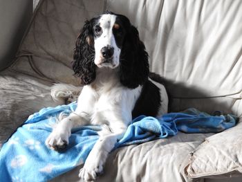 Portrait of dog sitting on bed