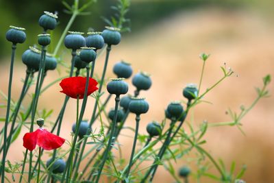 Close-up of red berries on plant