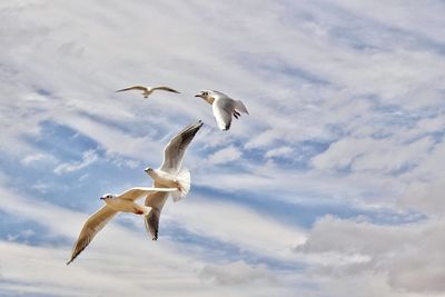 Low angle view of birds flying against cloudy sky