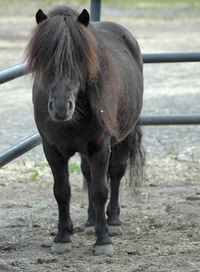 Horse standing in a field