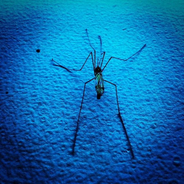 insect, animal themes, one animal, wildlife, animals in the wild, blue, water, high angle view, spider, nature, close-up, no people, day, outdoors, selective focus, rippled, reflection, full length, waterfront, twig