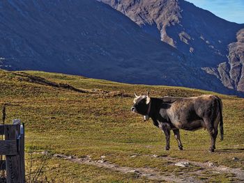 View of a horse on field