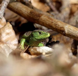 Close-up of lizard on tree