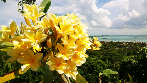 Close-up of yellow flowering plant by sea against cloudy sky