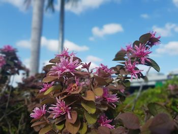 Close-up of pink flowering plant against sky