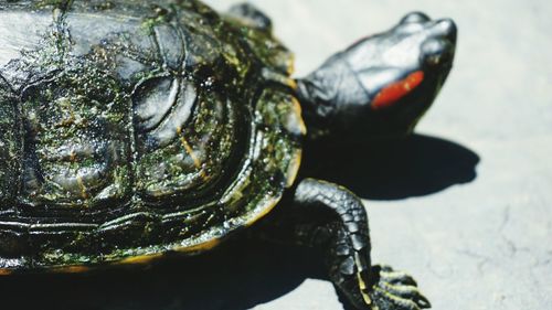 Close up of plant against blurred background